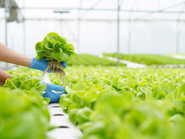 Hydroponics farming