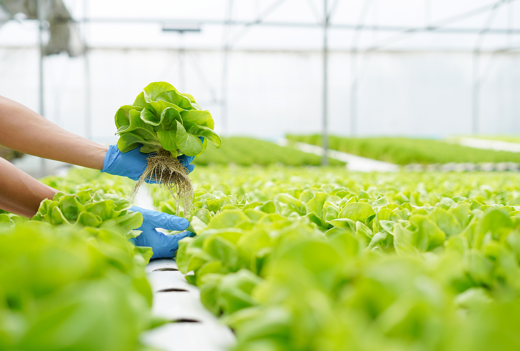 Hydroponics farming