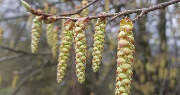 Bushcraft Winter Foraging