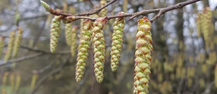 Bushcraft Winter Foraging